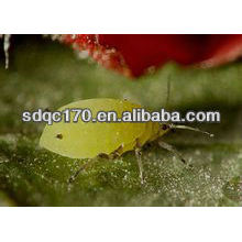 Vendre un insecticide à action rapide imidaclopride 97% TC 20% SL 70% WDG